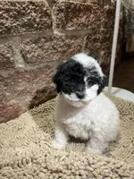 Perry Mason, a male Poodle - Miniature  for sale in Seymour, MO – Photo 5 of 8