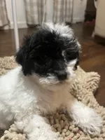 Perry Mason, a male Poodle - Miniature  for sale in Seymour, MO – Photo 1 of 8