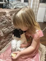 Perry Mason, a male Poodle - Miniature  for sale in Seymour, MO – Photo 2 of 8