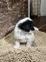 Perry Mason, a male Poodle - Miniature  for sale in Seymour, MO – Photo 6 of 8