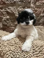 Perry Mason, a male Poodle - Miniature  for sale in Seymour, MO – Photo 3 of 8