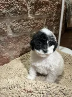 Perry Mason, a male Poodle - Miniature  for sale in Seymour, MO – Photo 8 of 8
