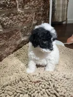 Perry Mason, a male Poodle - Miniature  for sale in Seymour, MO – Photo 7 of 8