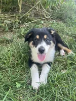 Baby Peach, a female Australian Shepherd for sale in Seymour, MO – 6 of 10