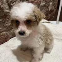 Biscuit, a male Poodle - Miniature  for sale in Seymour, MO – Photo 3 of 7