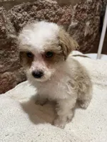 Biscuit, a male Poodle - Miniature  for sale in Seymour, MO – Photo 3 of 7