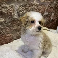 Biscuit, a male Poodle - Miniature  for sale in Seymour, MO – Photo 7 of 7