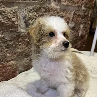 Biscuit, a male Poodle - Miniature  for sale in Seymour, MO – Photo 5 of 7