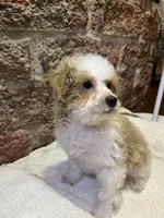 Biscuit, a male Poodle - Miniature  for sale in Seymour, MO – Photo 5 of 7