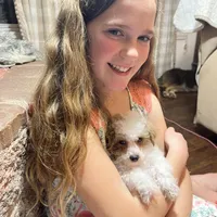 Biscuit, a male Poodle - Miniature  for sale in Seymour, MO – Photo 2 of 7