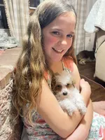 Biscuit, a male Poodle - Miniature  for sale in Seymour, MO – Photo 2 of 7