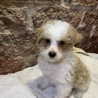 Biscuit, a male Poodle - Miniature  for sale in Seymour, MO – Photo 4 of 7