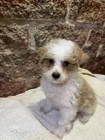 Biscuit, a male Poodle - Miniature  for sale in Seymour, MO – Photo 4 of 7