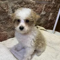 Biscuit, a male Poodle - Miniature  for sale in Seymour, MO – Photo 1 of 7