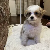 Biscuit, a male Poodle - Miniature  for sale in Seymour, MO – Photo 6 of 7