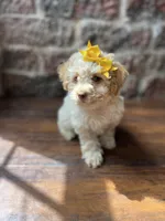 Cotton Candy, a female Poodle - Toy  for sale in Seymour, MO – 2 of 4