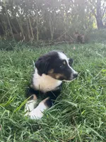Baby Bowser, a male Australian Shepherd for sale in Seymour, MO – 5 of 10