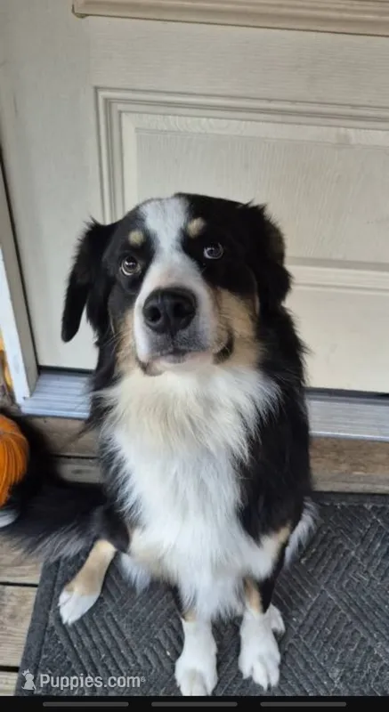 Handy – Australian Shepherd puppy for sale in Seymour, MO