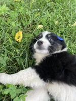 Poppy Seed, a female Australian Shepherd for sale in Seymour, MO – Photo 3 of 5