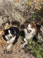 Poppy Seed, a female Australian Shepherd for sale in Seymour, MO – Photo 5 of 5