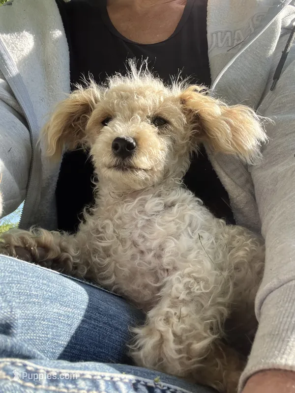 Cupcake – Poodle - Toy  puppy for sale in Seymour, MO