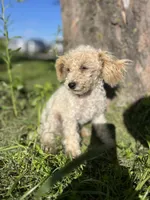 Cupcake, a male Poodle - Toy  for sale in Seymour, MO – 2 of 4