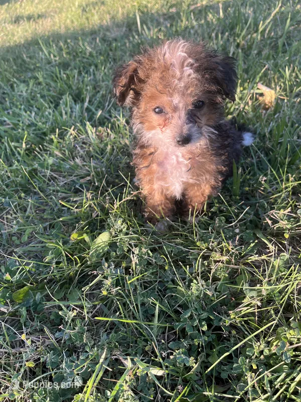 Jake – Pomeranian, Poodle - Toy  puppy for sale in Seymour, MO