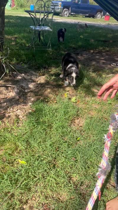 Baby Peach, a female Australian Shepherd for sale in Seymour, MO – 8 of 10