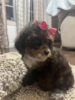 Brownie, a female Poodle - Toy  for sale in Seymour, MO – Photo 1 of 3