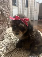 Brownie, a female Poodle - Toy  for sale in Seymour, MO – Photo 2 of 3