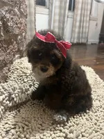 Brownie, a female Poodle - Toy  for sale in Seymour, MO – Photo 3 of 3