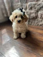 Nougat , a female Poodle - Toy  for sale in Seymour, MO – 1 of 4