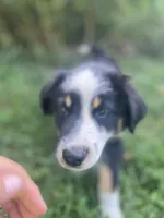 Baby Bowser, a male Australian Shepherd for sale in Seymour, MO – 7 of 10