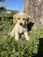 Cupcake, a male Poodle - Toy  for sale in Seymour, MO – 3 of 4