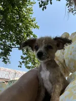 Jake, a male Pomeranian and Poodle - Toy  for sale in Seymour, MO – 2 of 5