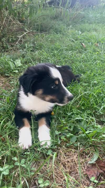 Baby Bowser, a male Australian Shepherd for sale in Seymour, MO – 8 of 10