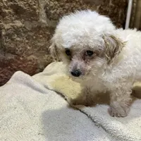 Cupcake, a male Poodle - Toy  for sale in Seymour, MO – Photo 1 of 8