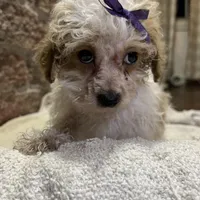Custard, a female Poodle - Toy  for sale in Seymour, MO – Photo 4 of 6