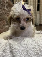 Custard, a female Poodle - Toy  for sale in Seymour, MO – Photo 4 of 6