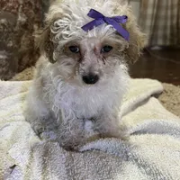 Custard, a female Poodle - Toy  for sale in Seymour, MO – Photo 1 of 6