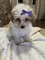 Custard, a female Poodle - Toy  for sale in Seymour, MO – Photo 1 of 6