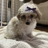 Custard, a female Poodle - Toy  for sale in Seymour, MO – Photo 6 of 6