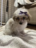 Custard, a female Poodle - Toy  for sale in Seymour, MO – Photo 6 of 6