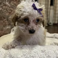 Custard, a female Poodle - Toy  for sale in Seymour, MO – Photo 3 of 6