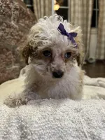 Custard, a female Poodle - Toy  for sale in Seymour, MO – Photo 3 of 6