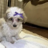 Custard, a female Poodle - Toy  for sale in Seymour, MO – Photo 2 of 6