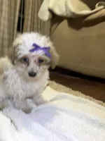 Custard, a female Poodle - Toy  for sale in Seymour, MO – Photo 2 of 6