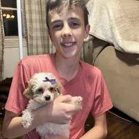 Custard, a female Poodle - Toy  for sale in Seymour, MO – Photo 5 of 6