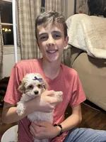 Custard, a female Poodle - Toy  for sale in Seymour, MO – Photo 5 of 6