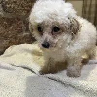 Cupcake, a male Poodle - Toy  for sale in Seymour, MO – Photo 8 of 8